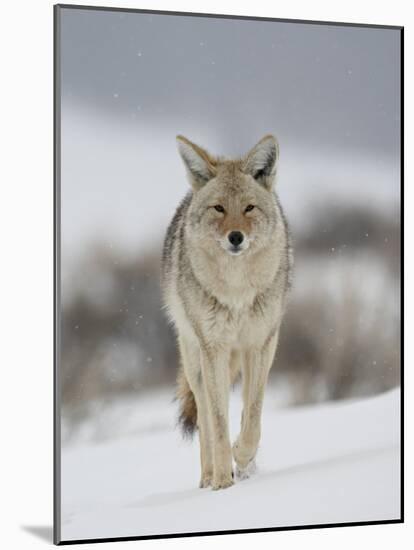 Coyote in Snow, Yellowstone National Park, Wyoming, USA-James Hager-Mounted Photographic Print