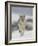 Coyote in Snow, Yellowstone National Park, Wyoming, USA-James Hager-Framed Photographic Print