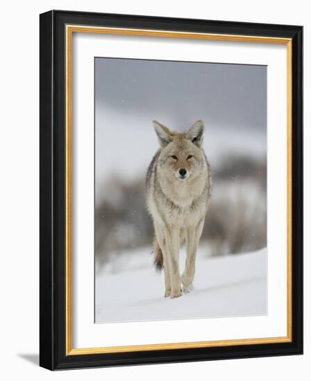 Coyote in Snow, Yellowstone National Park, Wyoming, USA-James Hager-Framed Photographic Print