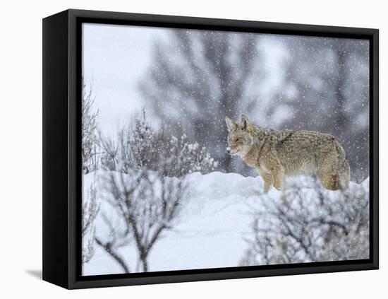 Coyote in Snow-Galloimages Online-Framed Premier Image Canvas