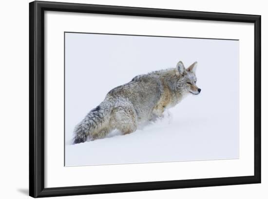 Coyote in Winter-Ken Archer-Framed Photographic Print