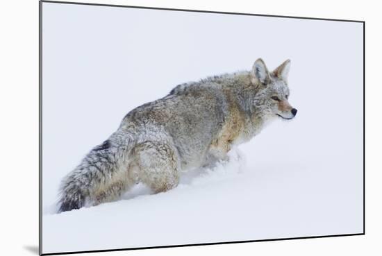 Coyote in Winter-Ken Archer-Mounted Photographic Print