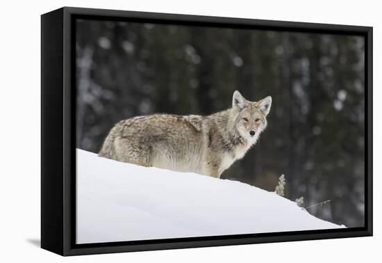 Coyote in Winter-Ken Archer-Framed Premier Image Canvas