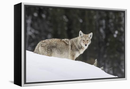 Coyote in Winter-Ken Archer-Framed Premier Image Canvas