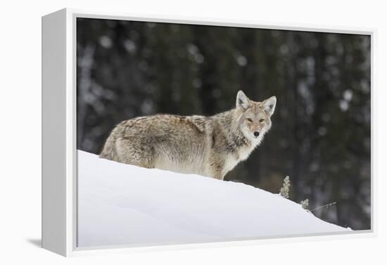 Coyote in Winter-Ken Archer-Framed Premier Image Canvas