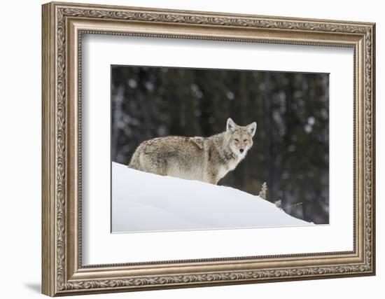 Coyote in Winter-Ken Archer-Framed Photographic Print