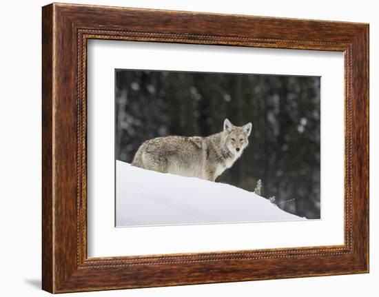 Coyote in Winter-Ken Archer-Framed Photographic Print