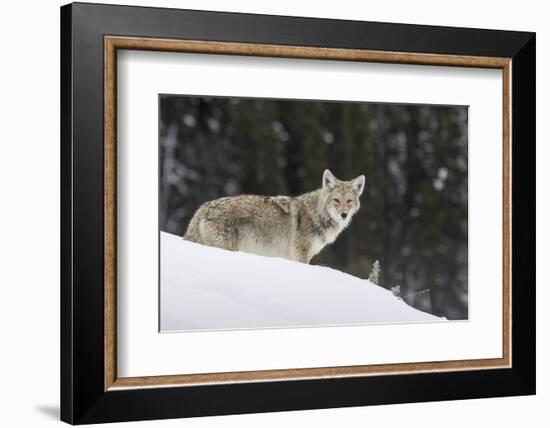 Coyote in Winter-Ken Archer-Framed Photographic Print