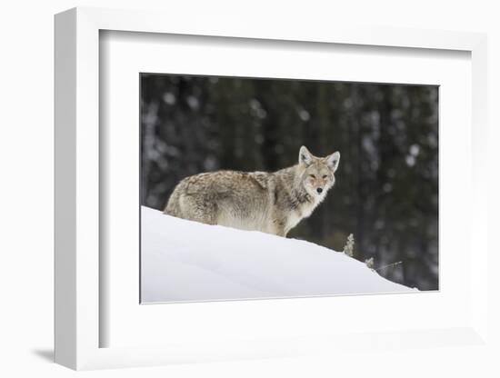 Coyote in Winter-Ken Archer-Framed Photographic Print
