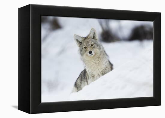 Coyote in winter-Ken Archer-Framed Premier Image Canvas