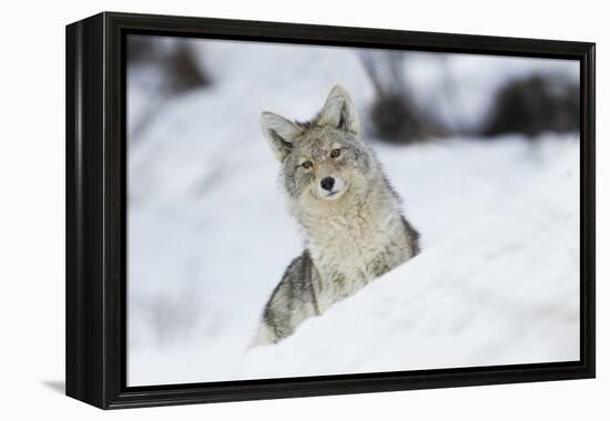 Coyote in winter-Ken Archer-Framed Premier Image Canvas