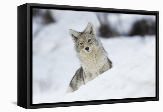 Coyote in winter-Ken Archer-Framed Premier Image Canvas