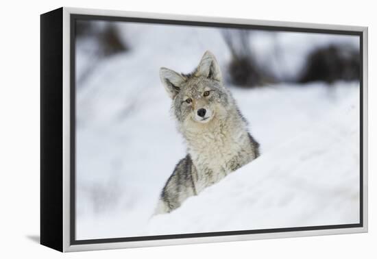 Coyote in winter-Ken Archer-Framed Premier Image Canvas