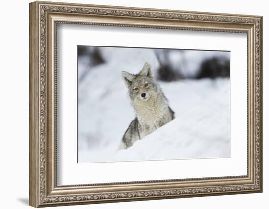 Coyote in winter-Ken Archer-Framed Photographic Print