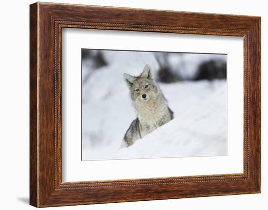 Coyote in winter-Ken Archer-Framed Photographic Print