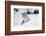 Coyote in winter-Ken Archer-Framed Photographic Print