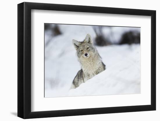 Coyote in winter-Ken Archer-Framed Photographic Print