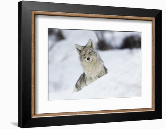 Coyote in winter-Ken Archer-Framed Photographic Print