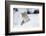 Coyote in winter-Ken Archer-Framed Photographic Print