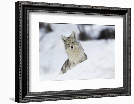 Coyote in winter-Ken Archer-Framed Photographic Print