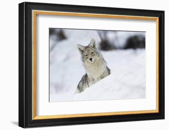 Coyote in winter-Ken Archer-Framed Photographic Print