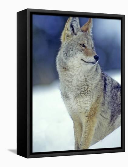 Coyote in Yellowstone National Park, Montana, USA-Chuck Haney-Framed Premier Image Canvas