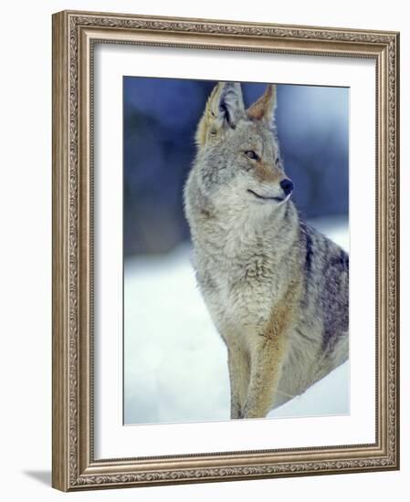 Coyote in Yellowstone National Park, Montana, USA-Chuck Haney-Framed Photographic Print