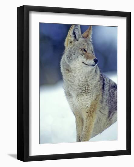 Coyote in Yellowstone National Park, Montana, USA-Chuck Haney-Framed Photographic Print