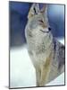 Coyote in Yellowstone National Park, Montana, USA-Chuck Haney-Mounted Photographic Print