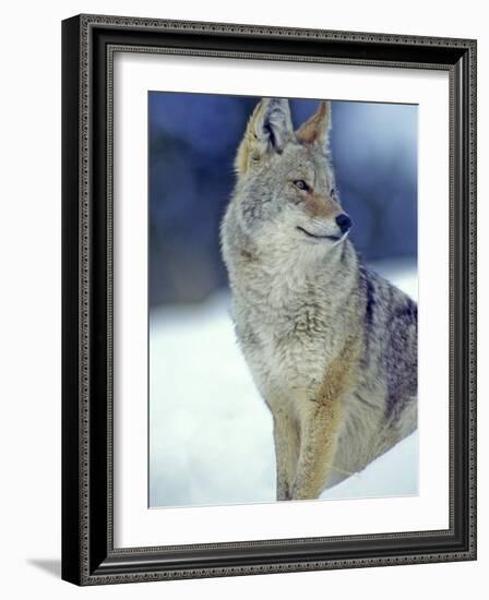 Coyote in Yellowstone National Park, Montana, USA-Chuck Haney-Framed Photographic Print