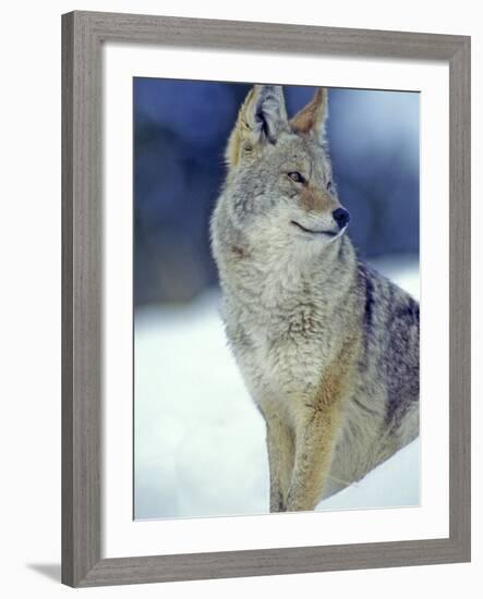 Coyote in Yellowstone National Park, Montana, USA-Chuck Haney-Framed Photographic Print