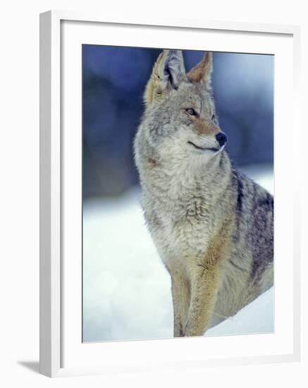 Coyote in Yellowstone National Park, Montana, USA-Chuck Haney-Framed Photographic Print