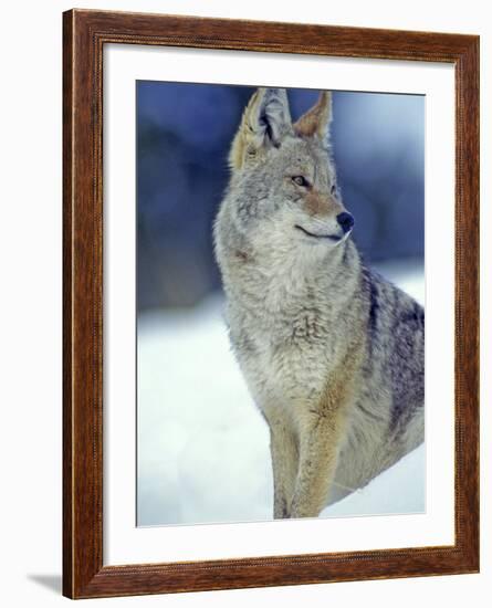 Coyote in Yellowstone National Park, Montana, USA-Chuck Haney-Framed Photographic Print