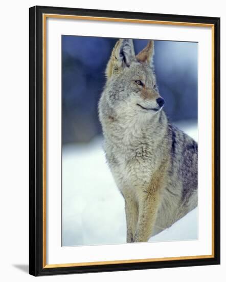 Coyote in Yellowstone National Park, Montana, USA-Chuck Haney-Framed Photographic Print