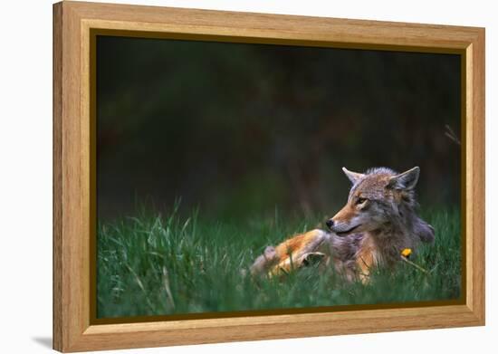 Coyote Lounging in Alpine Meadow-Paul Souders-Framed Premier Image Canvas