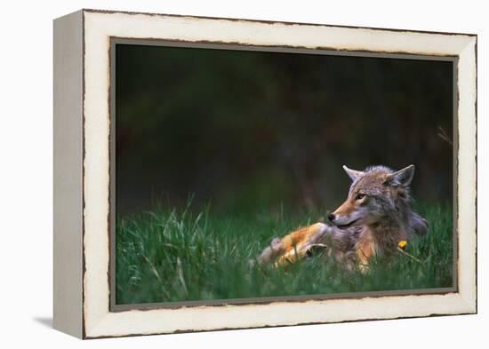 Coyote Lounging in Alpine Meadow-Paul Souders-Framed Premier Image Canvas