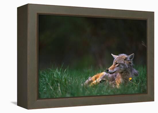 Coyote Lounging in Alpine Meadow-Paul Souders-Framed Premier Image Canvas