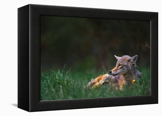 Coyote Lounging in Alpine Meadow-Paul Souders-Framed Premier Image Canvas