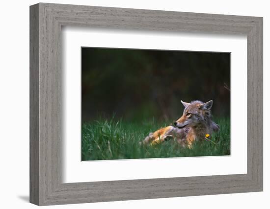 Coyote Lounging in Alpine Meadow-Paul Souders-Framed Photographic Print