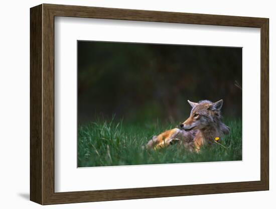 Coyote Lounging in Alpine Meadow-Paul Souders-Framed Photographic Print