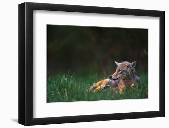 Coyote Lounging in Alpine Meadow-Paul Souders-Framed Photographic Print