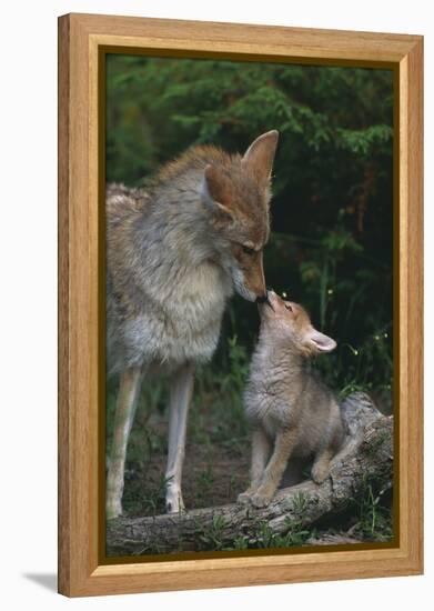 Coyote Mother and Pup-DLILLC-Framed Premier Image Canvas