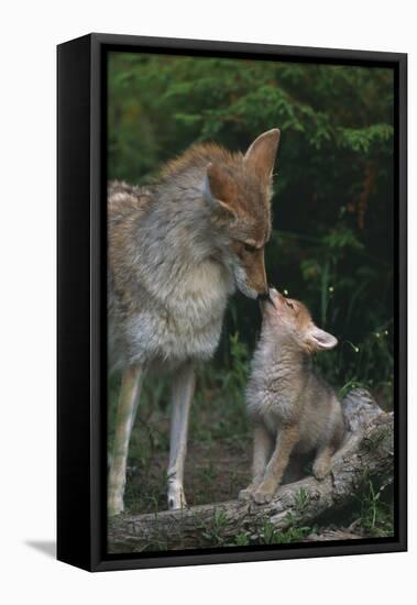 Coyote Mother and Pup-DLILLC-Framed Premier Image Canvas