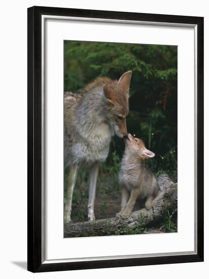 Coyote Mother and Pup-DLILLC-Framed Photographic Print