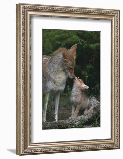 Coyote Mother and Pup-DLILLC-Framed Photographic Print