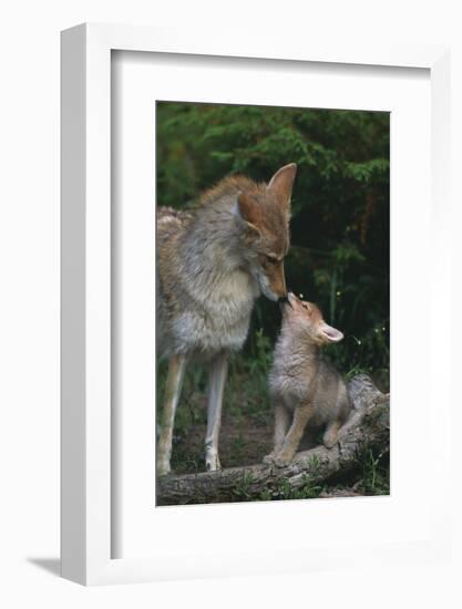 Coyote Mother and Pup-DLILLC-Framed Photographic Print