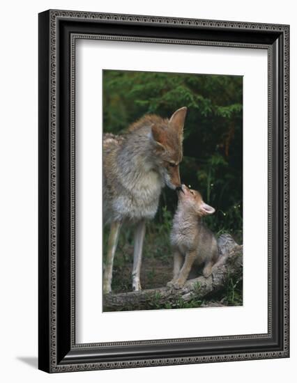 Coyote Mother and Pup-DLILLC-Framed Photographic Print