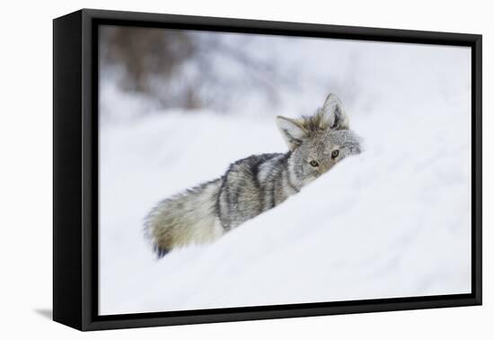 Coyote on a winter hunt-Ken Archer-Framed Premier Image Canvas