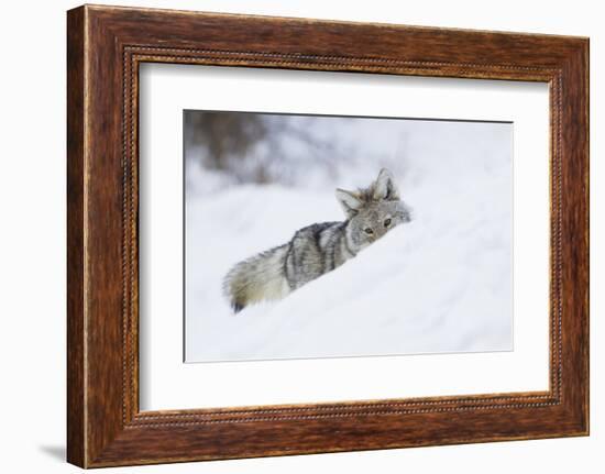 Coyote on a winter hunt-Ken Archer-Framed Photographic Print