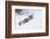 Coyote on a winter hunt-Ken Archer-Framed Photographic Print